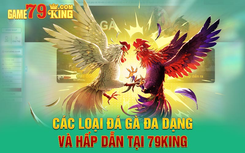 Các loại đá gà đa dạng và hấp dẫn tại 79king