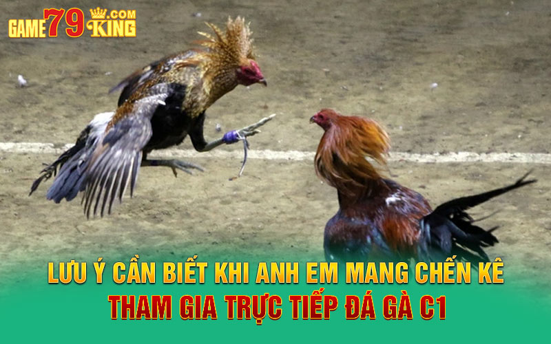 Lưu ý cần biết khi anh em mang chến kê tham gia trực tiếp đá gà C1